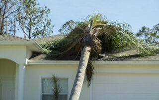 Palm tree fallen on residential roof after Florida storm, showing severe storm damage impact and need for roof repair or replacement, Castaways Roofing